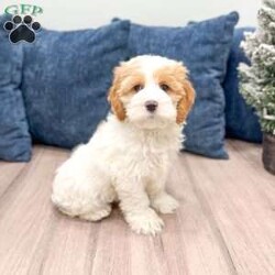 Ruger/Cockapoo									Puppy/Male	/9 Weeks,Meet Ruger, this sweet and adorable Cockapoo! A wonderful little guy bubbling with joy!