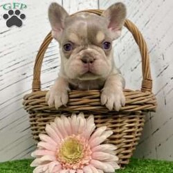 Bliss/French Bulldog									Puppy/Female	/6 Weeks,Meet Bliss, a truly exceptional purebred AKC French Bulldog with breathtaking lilac tan merle coloring and striking blue eyes that instantly capture attention. She boasts a compact, chunky build with excellent structure—small, sturdy, and full of presence. Bliss is the definition of quality in a Frenchie puppy. Her rich merle patterning, soft pastel tones, and confident stance make her a standout choice for anyone seeking both beauty and substance in one unforgettable pup. Bliss at a Glance: • Breed: Purebred French Bulldog • Color: Lilac Tan Merle • Eyes: Blue • Build: Compact, chunky, and well-balanced • Birthdate: November 8, 2025 • Registration: AKC Registered • Health Care: Up to date on shots & dewormings • Included: Microchipped   Health Guarantee • Temperament: Well socialized and family oriented Bliss is more than just stunning—she’s confident, affectionate, and ready to become a cherished member of her new family. Whether you’re looking for a show-stopping companion or a high-end Frenchie with exceptional appeal, she delivers on every level. Delivery available right to your door Contact us today to welcome Bliss into your family