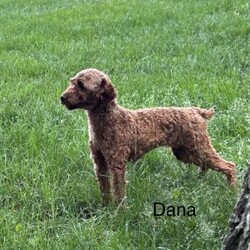 Hope/Toy Poodle									Puppy/Female	/22 Weeks,Hello I am Hope thee most adorable red toy poodle. I am such a sweet laid back puppy just in time for Christmas. The miller kids adore me and love to play with me. My mom is an 8# akc red toy poodle and dad is an akc 5# red toy poodle. My expected adult weight is around 8 pounds. I am up to date on all vaccinations and deworming and come with a 12 month genetic health guarantee. I also come with a sample bag of dog food, a blanket with litter mates scent, and a toy. If you can provide a loving home for me please contact the millers.