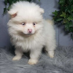 Ava/Pomeranian									Puppy/Female	/10 Weeks,Meet Ava! This sweet little puppy is being family raised and is very playful and lovable! Ava has been vet checked and is up-to-date on shots and deworming. For more information or to schedule a visit please contact us today. 