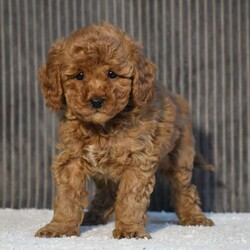 Timmy/Miniature Poodle									Puppy/Male	/11 Weeks,To contact the breeder about this puppy, click on the “View Breeder Info” tab above.