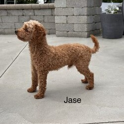 Hope/Toy Poodle									Puppy/Female	/22 Weeks,Hello I am Hope thee most adorable red toy poodle. I am such a sweet laid back puppy just in time for Christmas. The miller kids adore me and love to play with me. My mom is an 8# akc red toy poodle and dad is an akc 5# red toy poodle. My expected adult weight is around 8 pounds. I am up to date on all vaccinations and deworming and come with a 12 month genetic health guarantee. I also come with a sample bag of dog food, a blanket with litter mates scent, and a toy. If you can provide a loving home for me please contact the millers.