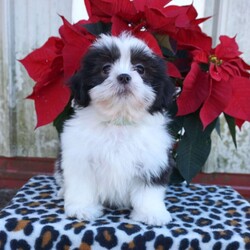 Kash/Shih Tzu									Puppy/Male	/12 Weeks,Meet Kash! He is an adorable, and loving Shihtzu puppy, and is ready to find his forever family. He is up to date on shots and wormer, and is vet checked. He also comes with an additional 1 year genetic health guarantee, and is ACA registered. These puppies are known for being affectionate, cuddly, & social dogs, making them great family pets and companions. Call today to make this pup yours!