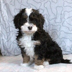Gabe/Mini Bernedoodle									Puppy/Male	/October 29th, 2025,Gabe is a spirited and sweet Miniature Bernedoodle puppy who loves to play! This cutie is socialized, family raised with children, and ready to meet you! Gabe comes home with a health guarantee provided by the breeder, plus has been seen by a vet and is up to date on shots and de-wormer.