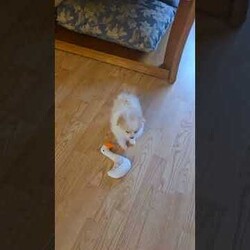 Vicky/Pomeranian									Puppy/Female	/6 Weeks,The puppies are very playful and love to be held. They wag their tails as soon as they see people. Great with children and other animals. Puppies available for pickup from Stroudsburg, Pennsylvania 18360, but I regularly visit Brooklyn, New York 11235 so I could bring him along.