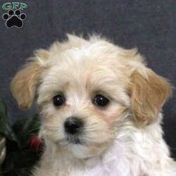 Kortney/Maltipoo									Puppy/Female	/10 Weeks,Meet your new BFF, Kortney! This fluffy Maltipoo puppy is vet checked & up to date on shots & wormer, plus comes with a health guarantee provided by the breeder! Kortney is well socialized & currently being family raised with children!