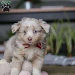Turbo/Miniature Australian Shepherd									Puppy/Male	/8 Weeks,Meet Turbo! An irresistibly sweet and adorable Miniature Australian Shepherd puppy. With a coat as soft as a cloud and eyes that sparkle with curiosity, he is sure to steal the spotlight wherever he may go.  Mini Aussies are known for their intelligence, playful energy and friendly nature, making them a favorite for families and individuals alike. They form strong bonds to their people and they thrive on love and attention. Whether you’re hiking a trail or relaxing at home, he will bring a spark of fun and companionship that’s hard to match. Loyal, bright, and endlessly affectionate, he’s not just a pet—he’s a best friend in the making. This handsome boy will follow your lead and join you on countless adventures!