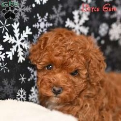 Little Gem/Toy Poodle									Puppy/Female	/10 Weeks,Little Gem is an absolutely precious toy poodle puppy with a sweet personality to match her name. She is full of charm, affection, and playful curiosity, making her a wonderful companion for a family or individual looking for a loving new addition. She is looking for a loving home where she can be cherished and spoiled the way she deserves. She has been family raised and socialized. 