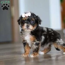 Chanel/Yorkie Poo									Puppy/Female	/7 Weeks,Meet the sweetest little Yorkiepoo puppy, Chanel! She’s a tiny bundle of love with a big personality. Playful and curious, she loves to explore her surroundings, chase after toys, and hang out with her favorite people. Whether she’s showing off her adorable puppy zoomies or snuggling up for a good nap, she will bring endless joy to your home. While Yorkies tend to be alert, lively and spirited, Poodles are known for their intelligent and playful nature—making this sweet Yorkiepoo the perfect balance of energy, affection and smarts!