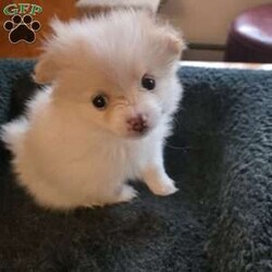 Vicky/Pomeranian									Puppy/Female	/6 Weeks,The puppies are very playful and love to be held. They wag their tails as soon as they see people. Great with children and other animals. Puppies available for pickup from Stroudsburg, Pennsylvania 18360, but I regularly visit Brooklyn, New York 11235 so I could bring him along.