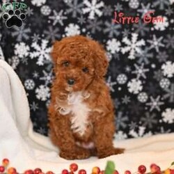Little Gem/Toy Poodle									Puppy/Female	/10 Weeks,Little Gem is an absolutely precious toy poodle puppy with a sweet personality to match her name. She is full of charm, affection, and playful curiosity, making her a wonderful companion for a family or individual looking for a loving new addition. She is looking for a loving home where she can be cherished and spoiled the way she deserves. She has been family raised and socialized. 
