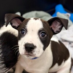 Adopt a dog:Krafty/Terrier/Male/2 m,This confident pup is ready to strut their stuff with a new family. They might be a little mischievous, so they’ll be counting on you to teach them what to do instead through patience and love. Puzzle toys, training, and playtime will help keep their mind and body engaged. They’re looking for adopters who will commit to continuing their puppy education and socialization. They can’t wait to meet you! Get 50% off your puppy adoption fee for successfully completing our Puppy Parent Orientation + quiz!