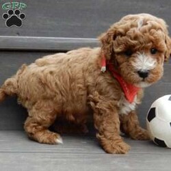Lenny/Mini Goldendoodle									Puppy/Male	/12 Weeks,Looking for the perfect puppy to add sunshine to these chilly winter days? Look no further! My name is Lenny and I’m the sweetest F1b mini goldendoodle! One look into my warm, loving eyes and at my super soft fluffy coat and I’ll be sure to have captured your heart already! I’m very happy, playful and very kid friendly and I would love to fill your home with all my puppy love!! I have a very sweet personality, and I love giving kisses. I stand out above the rest with my sweet, loving personality and my beautiful red coat with white markings and my cute puppy eyes! I will come to you vet checked and up to date on all vaccinations and dewormings . I come with a 1-year guarantee with the option of extending it to a 3-year guarantee and shipping is available! My mother is Ellie, an F1 Goldendoodle weighing 23# and my father is Louie, a 12# mini Poodle and he is genetic tested! Both of my parents are very sweet and kid friendly which will make me the same!! I will grow to approx. 15-20# and I will be hypoallergenic and non shedding!!!… Why wait when you know I’m the one for you? Call or text Martha to make me the newest addition to your family and get ready to spend a lifetime of tail wagging fun with me! (7% sales tax on in home pickups)