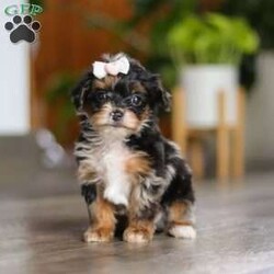Chanel/Yorkie Poo									Puppy/Female	/7 Weeks,Meet the sweetest little Yorkiepoo puppy, Chanel! She’s a tiny bundle of love with a big personality. Playful and curious, she loves to explore her surroundings, chase after toys, and hang out with her favorite people. Whether she’s showing off her adorable puppy zoomies or snuggling up for a good nap, she will bring endless joy to your home. While Yorkies tend to be alert, lively and spirited, Poodles are known for their intelligent and playful nature—making this sweet Yorkiepoo the perfect balance of energy, affection and smarts!