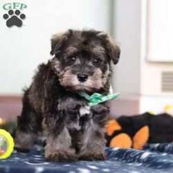 Trace/Miniature Schnauzer									Puppy/Male	/9 Weeks,Meet Trace, an absolutely adorable AKC Miniature Schnauzer with a personality as charming as his signature whiskers! Full of curiosity and playful energy, he loves exploring new surroundings, chasing toys, and showering everyone with affection. With his bright, expressive eyes and soft, wiry coat, Trace is impossible to resist. Whether he’s snuggling close for a cozy moment or showing off his playful antics, he is sure to bring endless joy, love, and companionship to any home lucky enough to have him.