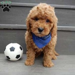 Kole/Mini Goldendoodle									Puppy/Male	/12 Weeks,Get ready for some puppy snuggles! My name is Kole and I’m the sweetest F1b mini goldendoodle! One look into my warm, loving eyes and at my super soft fluffy coat and I’ll be sure to have captured your heart already! I’m very happy, playful and very kid friendly and I would love to fill your home with all my puppy love!! I have a very sweet personality, and I love giving kisses. I stand out above the rest with my sweet, loving personality and my beautiful red coat and my cute puppy eyes! I will come to you vet checked and up to date on all vaccinations and dewormings . I come with a 1-year guarantee with the option of extending it to a 3-year guarantee and shipping is available! My mother is Jody, an F1 Goldendoodle weighing 35# and my father is Atlas, an AKC 16# mini Poodle and he is genetic tested! Both of my parents are very sweet and kid friendly which will make me the same!! I will grow to approx. 20-25# and I will be hypoallergenic and non shedding!!!… Why wait when you know I’m the one for you? Call or text Martha to make me the newest addition to your family and get ready to spend a lifetime of tail wagging fun with me! (7% sales tax on in home pickups)