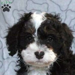Gabe/Mini Bernedoodle									Puppy/Male	/October 29th, 2025,Gabe is a spirited and sweet Miniature Bernedoodle puppy who loves to play! This cutie is socialized, family raised with children, and ready to meet you! Gabe comes home with a health guarantee provided by the breeder, plus has been seen by a vet and is up to date on shots and de-wormer.