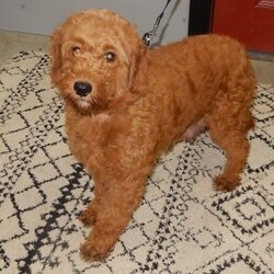 Kole/Mini Goldendoodle									Puppy/Male	/12 Weeks,Get ready for some puppy snuggles! My name is Kole and I’m the sweetest F1b mini goldendoodle! One look into my warm, loving eyes and at my super soft fluffy coat and I’ll be sure to have captured your heart already! I’m very happy, playful and very kid friendly and I would love to fill your home with all my puppy love!! I have a very sweet personality, and I love giving kisses. I stand out above the rest with my sweet, loving personality and my beautiful red coat and my cute puppy eyes! I will come to you vet checked and up to date on all vaccinations and dewormings . I come with a 1-year guarantee with the option of extending it to a 3-year guarantee and shipping is available! My mother is Jody, an F1 Goldendoodle weighing 35# and my father is Atlas, an AKC 16# mini Poodle and he is genetic tested! Both of my parents are very sweet and kid friendly which will make me the same!! I will grow to approx. 20-25# and I will be hypoallergenic and non shedding!!!… Why wait when you know I’m the one for you? Call or text Martha to make me the newest addition to your family and get ready to spend a lifetime of tail wagging fun with me! (7% sales tax on in home pickups)