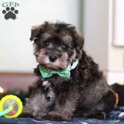 Trace/Miniature Schnauzer									Puppy/Male	/9 Weeks,Meet Trace, an absolutely adorable AKC Miniature Schnauzer with a personality as charming as his signature whiskers! Full of curiosity and playful energy, he loves exploring new surroundings, chasing toys, and showering everyone with affection. With his bright, expressive eyes and soft, wiry coat, Trace is impossible to resist. Whether he’s snuggling close for a cozy moment or showing off his playful antics, he is sure to bring endless joy, love, and companionship to any home lucky enough to have him.