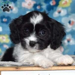 Tux/Cavachon									Puppy/Male	/November 24th, 2025,Tux is a charming Cavachon puppy with a striking black-and-white coat that perfectly matches his playful personality. This handsome little guy is the best of both worlds, blending the gentle sweetness of the Cavalier King Charles Spaniel with the cheerful, affectionate nature of the Bichon Frise. From the moment you meet him, Tux has a way of making you smile with his expressive eyes and happy-go-lucky attitude.