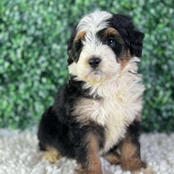 Copper/Mini Bernedoodle									Puppy/Male	/9 Weeks,Copper Will melt your heart with his sweet Personality!!! he loves cuddles an all the attention !! very well socialized and loves children!!! Copper is a family raised puppy vet checked ,micro chipped an up to date on all his shots !! He is a F1B, He is looking for his forever family !! Your friend is available 2/2/26 for more information call or text  Michael 