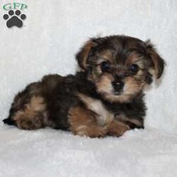 Kilo/Yorkie Poo									Puppy/Male	/December 2nd, 2025,Take a look at our adorable Yorkie Poo puppies! The father is Buddy, a 5 lb Yorkie, and the mother is Kylie, a 6 lb Yorkie Poo. These sweet puppies are family-raised in our home with children and are well socialized from day one. Each puppy is vet checked, up to date on shots, and dewormed. They will also come with a 30-day health guarantee! If you’re looking for a loving, playful companion, these pups are a great fit. Call or text the number listed to learn more or to set up a visit!
