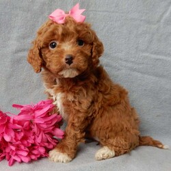 Eliza/Cavapoo									Puppy/Female	/14 Weeks,Prepare to fall in love!! I have the sweetest little F1b cavapoo face you have ever seen… My name is Eliza and I would love to come home with you! I am sure with one look into my warm, sweet eyes and I’ll be sure I will have captured your heart already! I am very happy, playful and very kid friendly! I stand out above the rest with my beautiful red coat with white markings!! Full of personality and always ready to give amazing puppy kisses, I would love to fill your home with all of my puppy love! I have been vet checked and I am up to date on vaccinations and dewormings and I will also come with a 1-year guarantee with the option of extending it to a 3-year guarantee. Shipping is available anywhere in the USA! My mother is Ivy, our sweet 14# cavapoo, and my father is Atlas, our handsome 16# AKC red miniature poodle and Atlas is also genetically tested clear! That makes me an F1b cavapoo and I will grow to approx. 14-16# and I will be hypoallergenic and nonshedding!! Why wait when you know I am meant to be yours? Call or text Martha  to make me the newest addition to your family and get ready to spend a lifetime of tail wagging fun! (7% sales tax on in home pickups)