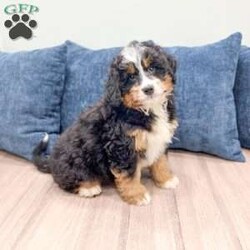 Jasper/Mini Bernedoodle									Puppy/Male	/15 Weeks,Meet Jasper! This sweet and adorable Mini Bernedoodle is looking for a forever family!