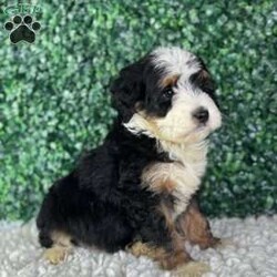 Copper/Mini Bernedoodle									Puppy/Male	/9 Weeks,Copper Will melt your heart with his sweet Personality!!! he loves cuddles an all the attention !! very well socialized and loves children!!! Copper is a family raised puppy vet checked ,micro chipped an up to date on all his shots !! He is a F1B, He is looking for his forever family !! Your friend is available 2/2/26 for more information call or text  Michael 