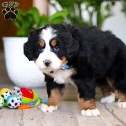 Austin/Bernese Mountain Dog									Puppy/Male	/9 Weeks,Meet Austin, an absolutely adorable AKC Bernese Mountain Dog puppy with a gentle heart and an irresistible personality. This handsome little boy is full of sweetness, curiosity, and calm charm, always content to be by your side or soaking up love from his favorite people. With his fluffy tri-color coat, big expressive eyes, and cuddly nature, Austin has a special way of melting hearts the moment you meet him. He’s affectionate, easygoing, and eager to please, making him a wonderful companion and a perfect addition to any loving home.