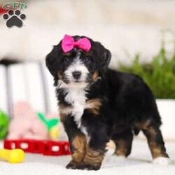 Cookie/Mini Bernedoodle									Puppy/Female	/6 Weeks,Hi, I’m Cookie! I’m a very cute Bernedoodle puppy with a fluffy coat and a sweet, loving personality. I love to play, explore, and make new friends, but I also enjoy snuggling up and giving lots of puppy kisses. I’m curious, happy, and full of energy, and I promise to fill my future home with joy and laughter. I can’t wait to meet my forever family and be their loyal, cuddly companion!