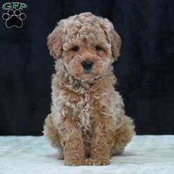 Montana/Havapoo									Puppy/Male	/9 Weeks,To contact the breeder about this puppy, click on the “View Breeder Info” tab above.