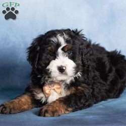 Timber/Bernedoodle									Puppy/Male	/9 Weeks,Timber is a classic Bernedoodle beauty with a timeless black tri-color coat accented by rich tan and crisp white markings. His coloring gives him that unmistakable Bernese look, paired with the intelligence and charm of a Poodle. Timber has a playful yet grounded personality and carries himself with a gentle confidence.