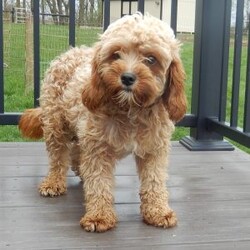 Eliza/Cavapoo									Puppy/Female	/14 Weeks,Prepare to fall in love!! I have the sweetest little F1b cavapoo face you have ever seen… My name is Eliza and I would love to come home with you! I am sure with one look into my warm, sweet eyes and I’ll be sure I will have captured your heart already! I am very happy, playful and very kid friendly! I stand out above the rest with my beautiful red coat with white markings!! Full of personality and always ready to give amazing puppy kisses, I would love to fill your home with all of my puppy love! I have been vet checked and I am up to date on vaccinations and dewormings and I will also come with a 1-year guarantee with the option of extending it to a 3-year guarantee. Shipping is available anywhere in the USA! My mother is Ivy, our sweet 14# cavapoo, and my father is Atlas, our handsome 16# AKC red miniature poodle and Atlas is also genetically tested clear! That makes me an F1b cavapoo and I will grow to approx. 14-16# and I will be hypoallergenic and nonshedding!! Why wait when you know I am meant to be yours? Call or text Martha  to make me the newest addition to your family and get ready to spend a lifetime of tail wagging fun! (7% sales tax on in home pickups)