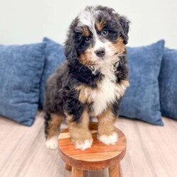 Jasper/Mini Bernedoodle									Puppy/Male	/15 Weeks,Meet Jasper! This sweet and adorable Mini Bernedoodle is looking for a forever family!