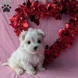 Princess tiny/Maltese									Puppy/Female	/8 Weeks, Princess is a very adorable little Maltese! She is  playful an well socialized just in time for Valentine’s day! She is vet checked, micro- chipped up to date on her shots and dewormer. She will be ready for her new home February 9th! For more information an to reserve this sweetheart call Katie today!