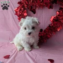 Princess tiny/Maltese									Puppy/Female	/8 Weeks, Princess is a very adorable little Maltese! She is  playful an well socialized just in time for Valentine’s day! She is vet checked, micro- chipped up to date on her shots and dewormer. She will be ready for her new home February 9th! For more information an to reserve this sweetheart call Katie today!