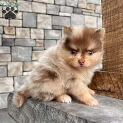 Skyler/Pomeranian									Puppy/Male	/8 Weeks, Hi there… my name is Skyler And yes — I’m that little chocolate-tan Merle Pom you can’t stop staring at I’m an AKC-registered, purebred Pomeranian boy born December-11-2025, with a big personality packed into a tiny, fluffy body. Everyone says I have the ultimate teddy bear face and a thick, plush coat that’s made for cuddling. My parents are both like 6 pounds, so I should be a perfect small size too! I’ve been family raised, loved on every day, and well socialized — so I’m confident, sweet, and ready to be your best little sidekick. I’m also a good boy when it comes to my care: • Up to date on all shots & dewormings • Microchipped • Comes with a health guarantee • AKC registered Whether you’re looking for a spoiled lap companion, a show-stopping pup, or a tiny best friend to follow you everywhere — I’m your guy. Delivery is available right to your door, so I can be snuggled up with you before you know it. If you’ve been waiting for that one special Pom… I think we just found each other