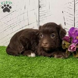 Roxy/Havanese									Puppy/Female	/13 Weeks,Hi there… I’m Roxy I may be little, but I already know how to make a big impression — just look at my perfect white socks on my back feet… aren’t they the cutest? I’m an AKC-registered, purebred chocolate Havanese girl, born on December 10, 2025, with a soft, fluffy coat and the sweetest personality you could ever hope for. I’m gentle, loving, and always ready for cuddles — the kind of puppy who fits right into your arms and your heart. I’ve been family raised and well socialized, so I’m used to attention, affection, and everyday life. I’ve also had all my important puppy care taken care of so you can bring me home with confidence: • Up to date on all shots & dewormings • Microchipped • Comes with a health guarantee • AKC registered I love being close to my people, soaking up love, and following you around like your little shadow And the best part? Delivery is available right to your door, so we can meet without the stress of travel. If you’ve been dreaming of a sweet, cuddly companion with a beautiful coat and adorable little socks… I might just be your perfect match Contact us today to reserve your new family member — I can’t wait to be yours!