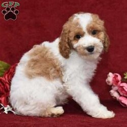 Preston/Miniature Poodle									Puppy/Male	/14 Weeks,Hi! I am an adorable Mini Poodle looking for a forever home. I promise to be your forever loyal friend and give unconditional love and lots of kisses. I was born on a mini farm in the country where it is very quiet and peaceful. My owners are not your everyday pet owners. They have a state-of-the-art kennel and specialize in poodles mini and toy also shitzus and teddy bears. There are also chickens on the farm that produce plenty of eggs for my owners. Bubbles is our family pet ready to greet you when you arrive to meet me. My parents are examined by a veterinarian on a regular basis for optimal health. 