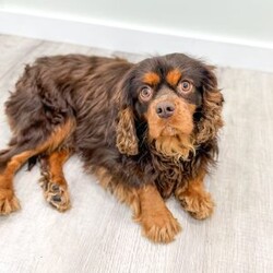 Chico/Cavalier King Charles Spaniel									Puppy/Male	/14 Weeks,Meet Chico! This sweet and adorable chocolate Cavalier King Charles Spaniel is looking for a forever family!