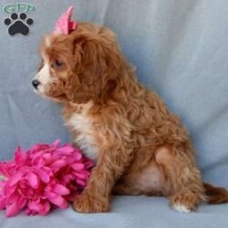 Daisy/Cavapoo									Puppy/Female	/11 Weeks,Turn winter’s gray days into warm moments with the perfect puppy! My name is Daisy and I have the sweetest little cavapoo face you have ever seen! I am sure with one look into my warm, sweet eyes I’ll be sure I will have captured your heart already! I am very happy, playful and very kid friendly! I stand out above the rest with my beautiful red coat with white markings and my sweet puppy eyes!! Full of personality and always ready to give amazing puppy kisses, I would love to fill your home with all of my puppy love! I have been vet checked and I am up to date on vaccinations and dewormings and I will also come with a 1-year guarantee with the option of extending it to a 3-year guarantee.  Shipping is available, so distance is not an issue! My mother is a Sunshine, sweet, loving 14# Cavalier, and my father is Blake, a 17# mini poodle! That makes me an F1 cavapoo and I will grow to approx. 14-17# and I will be hypoallergenic and nonshedding!! Why wait when you know I am meant to be yours? Call or text Martha to make me the newest addition to your family and get ready to spend a lifetime of tail wagging fun!   (7% sales tax on in home pickups)  