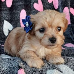 Champ/Toy Poodle Mix									Puppy/Male	/8 Weeks,Meet sweet lil Champ!! Family raised with love well socialized with children and adults caring heart who will always be there comforting you with lots of love! We have 3 children so our fur-babies get lots of attention/Snuggles!!!! If you want to meet, contact Susan to schedule a visit im a at home mom so im pretty available! You would get along vet certificate, microchip numbers, health records, warranty that’s good for up to 1 year and a lil baggy food!! 
