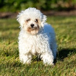 Noah/Maltipoo									Puppy/Male	/January 7th, 2026,Noah is a tan male Maltipoo puppy raised in a hands-on family environment with thoughtful early development and daily interaction. He receives daily interaction and thoughtful development to help him grow into a confident, well-adjusted companion.