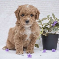 Chestnut/Mini Goldendoodle									Puppy/Male	/January 7th, 2026,Hello everyone we have an adorable litter of 4 Mini Goldendoodle puppies which are F1BB generation!! Mini Goldendoodles are a top quality breed and one of the number #1 family choice dog breeds! With there low shedding and hypoallergenic fur coat, fun playful ness and loving companionship your next furry friend is definitely one of these 4 sweet little ones. There mother is a Mini Goldendoodle 25lb and there father is a Mini Poodle 18lb and has been Genetic tested CLEAR!! Each puppy in this litter goes home with a 1 year health guarantee, custom info packet, vet records, shots & dewormer and family socialization started and so much more! Dont wait call now to reserve or schedule a in person visit! Thank you!