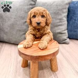 Remi/Mini Goldendoodle									Puppy/Female	/8 Weeks,Meet Remi! This sweet and adorable Mini Goldendoodle is looking for a forever family!