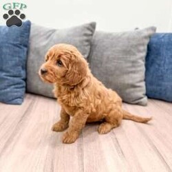 Remi/Mini Goldendoodle									Puppy/Female	/8 Weeks,Meet Remi! This sweet and adorable Mini Goldendoodle is looking for a forever family!