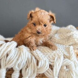 Ruby/Pomapoo									Puppy/Female	/8 Weeks,This cute little girl is ready to find his forever home! She is a F1b toy Pomapoo, (mother is a pomapoo, father is a toy poodle), with a beautiful soft, curly coat and the sweetest expression to match his personality. She is family-raised, well-socialized, and accustomed to normal household activity. She has been vet-checked and dewormed, giving you peace of mind as you welcome her into your family.
