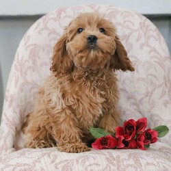 Joy/Cockapoo									Puppy/Female	/17 Weeks,Cuddly, playful and so incredibly friendly! These precious, adorable Cockapoo puppies are family raised with lots of TLC and are well socialized! Their soft curls, soulful eyes, and sweet personalities make them living and breathing teddy bears who are pretty much irresistible! Their shots and dewormer are UTD and they will come with a vet certificate from our veterinarian, along with a one year genetic health guarantee. These cuties are paper trained and are currently going out in the grass, which will help to make your house training so much easier! We believe in letting our puppies keep their natural tails so we do not dock them. Their mother, Fadella, is an 18lb. beautiful Buff colored Cocker Spaniel who is registered with AKC. Their charming Dad, Jeremy, is a 12 pound Mini Poodle who has a stunning red coat, and is also registered with AKC. Both parents enjoy life here on the premises and are available for you to see and meet! Our adorable Cockapoos are sure to steal your heart the moment you meet them. Please call today for more info! No text messages accepted. License number 16910.