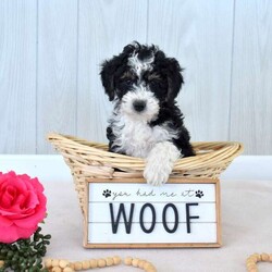 Marshall/Mini Bernedoodle									Puppy/Male	/December 21st, 2025,Marshall is a friendly F1B Miniature Bernedoodle puppy who loves to play and is available to a forever family. This handsome boy comes home with a 30 day health guarantee and an extended genetic health guarantee, both provided by the breeders. Marshall has been seen by a vet and is up to date on shots and de-wormer. This cutie-pie is socialized, family raised with children, and ready to meet you!